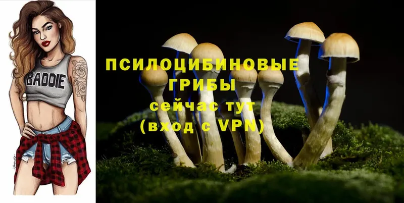 сколько стоит  Курильск  Галлюциногенные грибы Psilocybe 